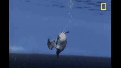 Страхотна подводна птица