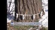 Столична община извърши проверка на състоянието на тополите на Лъвов мост