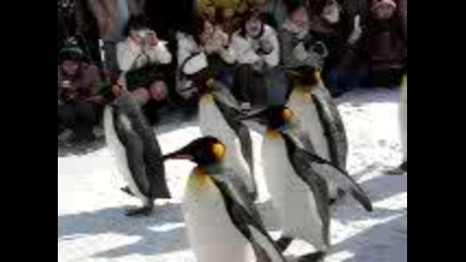 Пингвини на манифестация