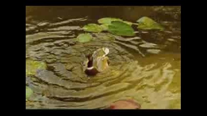 Lake - Delta Lloyd