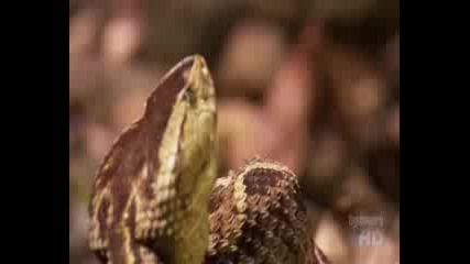 Austin Stevens comes face to face with a Lance Head Viper 