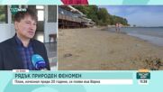 "Рибарският плаж" се появи отново край Варна за пръв път от 15 години