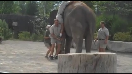 Човек се качва на слон, смях 
