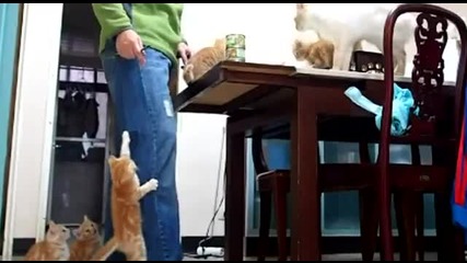 Атака на гладни котета