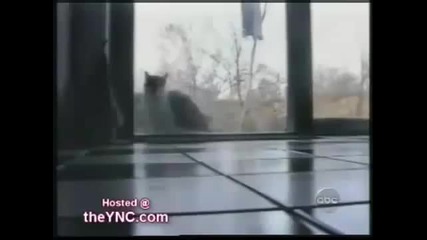 Funny Accidents 