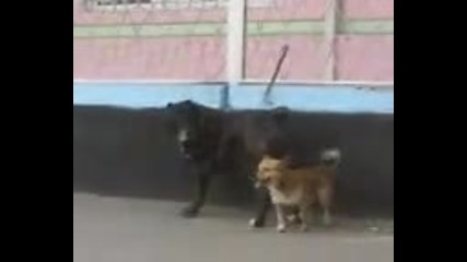 Смях! Малко Куче Мандръса Голямо Куче