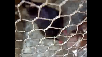 Паламарски Гълъб - Гр.шумен