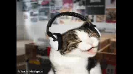 Тези котки щеви разбият от смях