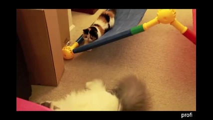 Забавни котки 