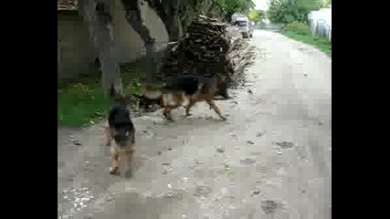 Timo I Hevy