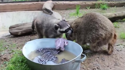 Raccoons competition