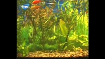 Воден свят - Барбус 
