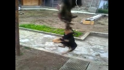 Ягдтериер