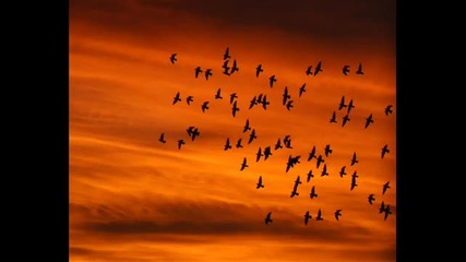 Flooting Grooves - Birds