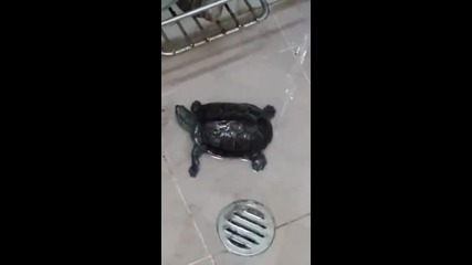 Костенурка се къпе