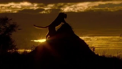 African Cats In Theaters Tomorrow