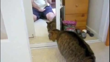 Котка срещо огледало 