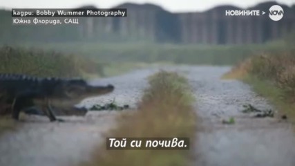 Алигатори минават на метри от човек