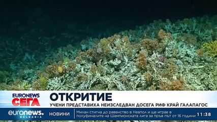 Учени представиха неизследван досега коралов риф край Галапагос