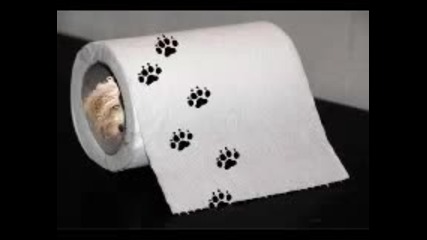 dogs love to sing-кучешката група