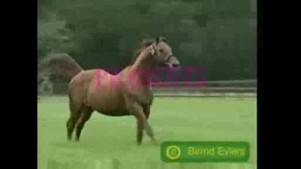 Много яко гледай до край...!!! ^horse Crash^