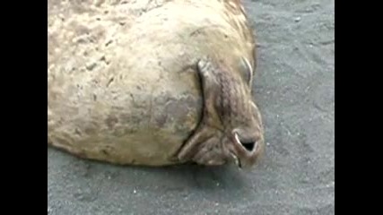 Спящ морж хърка