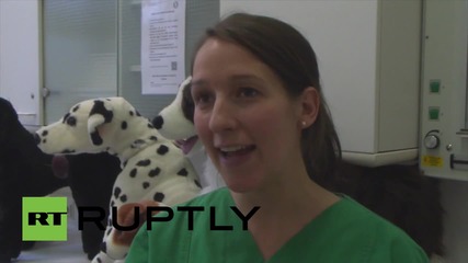 Germany: Future vets practice on fluffy animals in Hannover