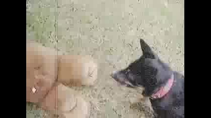 Ultimate Dog Attack On Bear (Fight Til Death)