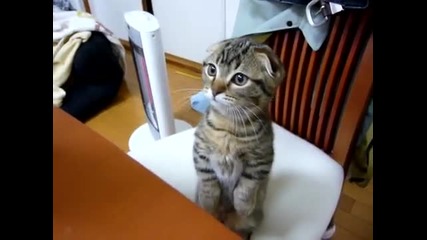 Kitten Waits For Dinner on Two Legs