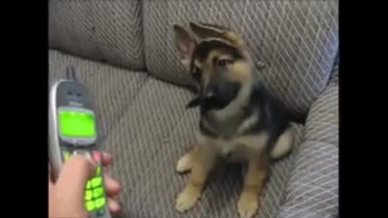Сладко кученце се чуди на звуци от телефона