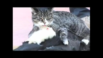Dog Cat and Rat 