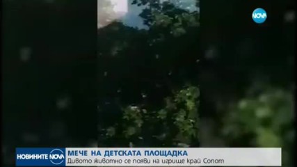 Мече на детската площадка