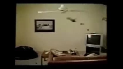 Котка и вентилатор 