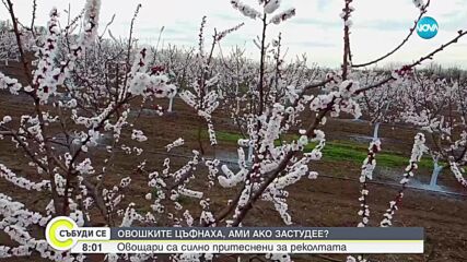 Кайсиите цъфнаха: Овощари са силно притеснени за реколтата, ако застудее
