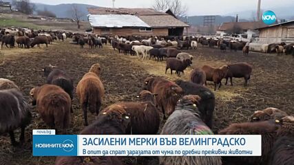 Новините на NOVA (06.12.2024 - обедна емисия)