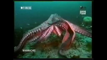 Животински воини - Мимикрия