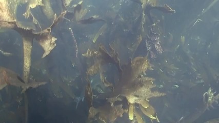 Bbc Dogfish 