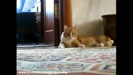 Котарак е отишъл 2 (new version) Thriller Cat 2
