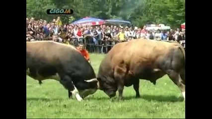 Medonja Rusko korida Jajce 2009