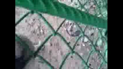 Крадливия Елен.3gp