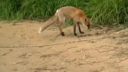 Лисица лови сом