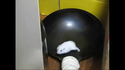 Hamster in a Wok