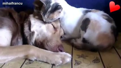 Животни обичат други животни :) [ Компилация 2014 ]
