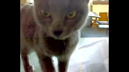 Спасено коте 