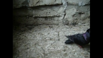 kglkfotfh паламарски гълъб на бехчед