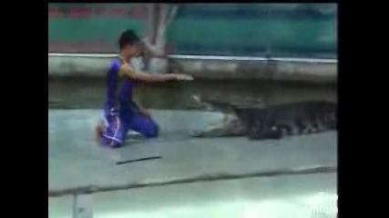 Ужас! Крокодил захапва треньора си за ръката 