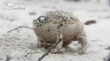 Тази жаба взриви нета