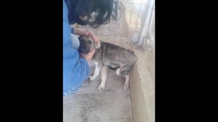 Много силно видео! Малтретирано куче бива галено за пръв път в живота си!