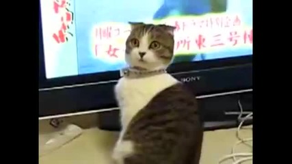Dramatic Cat