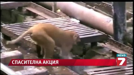 Маймуна спасява друга маймуна